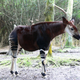 An Okapi (Image: Raul654)